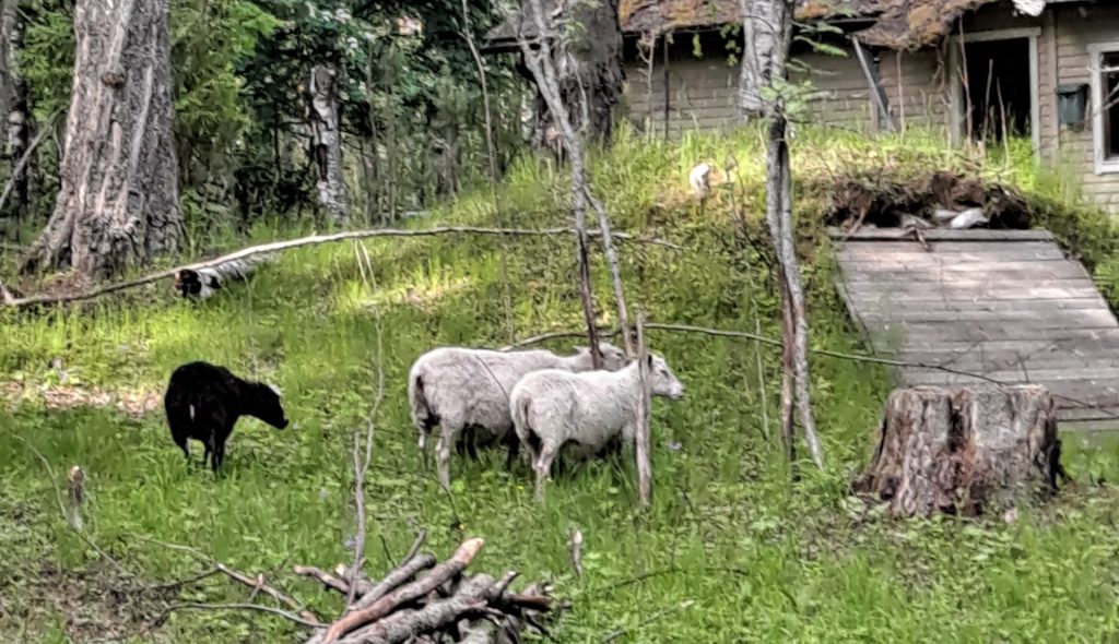 Ärjänsasaren lampaat